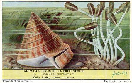 1959 Liebig Animaux issus de la prehistoire (Living Prehistoric Animals) (French Text) (F1701, S1705) #6 Lingules et Pleurotomaire Front