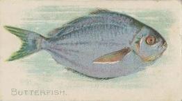 1910 American Tobacco Co. Fish Series (T58) - Sweet Caporal Tobacco Wrappers Factory 25 #NNO Butterfish Front