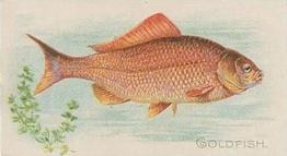 1910 American Tobacco Co. Fish Series (T58) - Sweet Caporal Tobacco Wrappers Factory 25 #NNO Goldfish Front