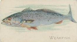 1910 American Tobacco Co. Fish Series (T58) - Sweet Caporal Tobacco Wrappers Factory 25 #NNO Weakfish Front