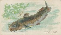 1910 American Tobacco Co. Fish Series (T58) - Sweet Caporal Cigarettes Factory 30 #NNO Catfish Front