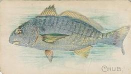 1910 American Tobacco Co. Fish Series (T58) - Sweet Caporal Cigarettes Factory 30 #NNO Chub Front
