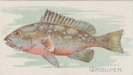 1910 American Tobacco Co. Fish Series (T58) - Sweet Caporal Cigarettes Factory 30 #NNO Grouper Front