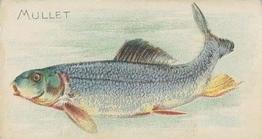 1910 American Tobacco Co. Fish Series (T58) - Sweet Caporal Cigarettes Factory 30 #NNO Mullet Front