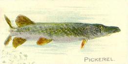 1910 American Tobacco Co. Fish Series (T58) - Sweet Caporal Cigarettes Factory 30 #NNO Pickerel Front