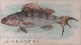 1910 American Tobacco Co. Fish Series (T58) - Sweet Caporal Cigarettes Factory 30 #NNO Rock Blackfish Front
