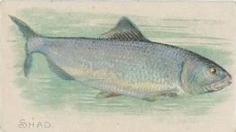 1910 American Tobacco Co. Fish Series (T58) - Sweet Caporal Cigarettes Factory 30 #NNO Shad Front