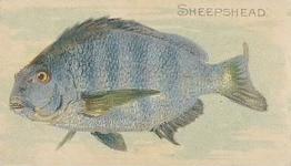 1910 American Tobacco Co. Fish Series (T58) - Sweet Caporal Cigarettes Factory 30 #NNO Sheepshead Front