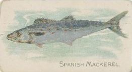 1910 American Tobacco Co. Fish Series (T58) - Sweet Caporal Cigarettes Factory 30 #NNO Spanish Mackerel Front