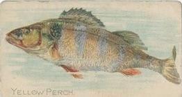 1910 American Tobacco Co. Fish Series (T58) - Sweet Caporal Cigarettes Factory 30 #NNO Yellow Perch Front