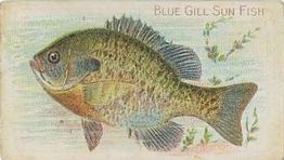 1910 American Tobacco Co. Fish Series (T58) - Sweet Caporal Cigarettes Factory 30 #NNO Blue Gill Sun Fish Front