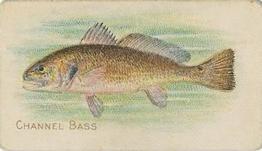 1910 American Tobacco Co. Fish Series (T58) - Sweet Caporal Cigarettes Factory 30 #NNO Channel Bass Front