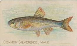 1910 American Tobacco Co. Fish Series (T58) - Sweet Caporal Cigarettes Factory 30 #NNO Common Silverside, Male Front