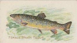 1910 American Tobacco Co. Fish Series (T58) - Sweet Caporal Cigarettes Factory 30 #NNO Female Brook Trout Front