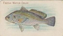 1910 American Tobacco Co. Fish Series (T58) - Sweet Caporal Cigarettes Factory 30 #NNO Freshwater Drum Front