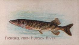 1910 American Tobacco Co. Fish Series (T58) - Sweet Caporal Cigarettes Factory 30 #NNO Pickerel From Hudson River Front