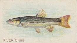 1910 American Tobacco Co. Fish Series (T58) - Sweet Caporal Cigarettes Factory 30 #NNO River Chub Front