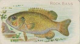 1910 American Tobacco Co. Fish Series (T58) - Sweet Caporal Cigarettes Factory 30 #NNO Rock Bass Front