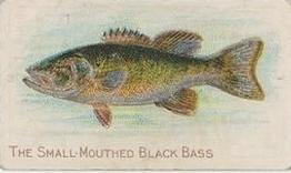 1910 American Tobacco Co. Fish Series (T58) - Sweet Caporal Cigarettes Factory 30 #NNO Small-Mouthed Black Bass Front