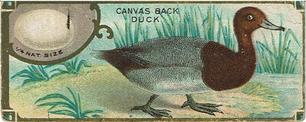 1930 Canadian Chewing Gum Bird Studies (V120) #NNO Canvasback Duck Front