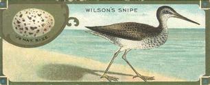 1930 Canadian Chewing Gum Bird Studies (V120) #NNO Wilson's Snipe Front