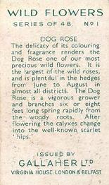 1939 Gallaher Wild Flowers #1 Dog Rose Back