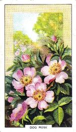 1939 Gallaher Wild Flowers #1 Dog Rose Front