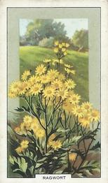 1939 Gallaher Wild Flowers #6 Ragwort Front