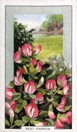 1939 Gallaher Wild Flowers #9 Rest Harrow Front