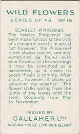 1939 Gallaher Wild Flowers #15 Scarlet Pimpernel Back