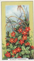 1939 Gallaher Wild Flowers #15 Scarlet Pimpernel Front