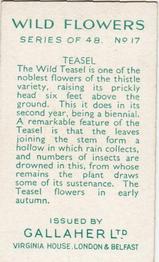 1939 Gallaher Wild Flowers #17 Teasel Back