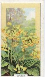 1939 Gallaher Wild Flowers #24 Cowslip Front