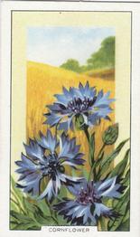 1939 Gallaher Wild Flowers #27 Cornflower Front