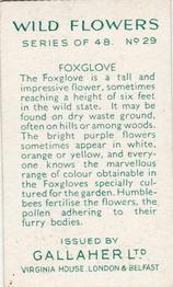 1939 Gallaher Wild Flowers #29 Foxglove Back