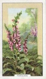 1939 Gallaher Wild Flowers #29 Foxglove Front