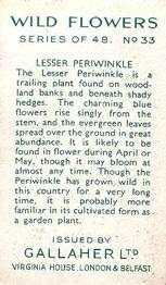 1939 Gallaher Wild Flowers #33 Periwinkle Back