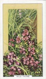 1939 Gallaher Wild Flowers #36 Wild Thyme Front