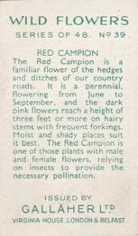 1939 Gallaher Wild Flowers #39 Red Campion Back