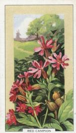 1939 Gallaher Wild Flowers #39 Red Campion Front
