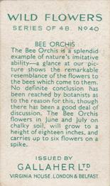 1939 Gallaher Wild Flowers #40 Bee Orchis Back