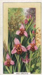 1939 Gallaher Wild Flowers #40 Bee Orchis Front