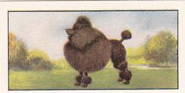 1961 Barbers Tea Dogs #2 Miniature Poodle Front