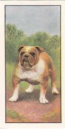1961 Barbers Tea Dogs #8 Bulldog Front