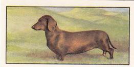 1961 Barbers Tea Dogs #12 Dachshund Front