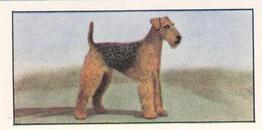 1961 Barbers Tea Dogs #17 Airedale Terrier Front