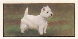 1961 Barbers Tea Dogs #23 West Highland White Terrier Front