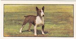 1961 Barbers Tea Dogs #24 Bull Terrier Front