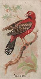 1910 Keystone Confections Bird Cards (E34) #NNO Amandava Front