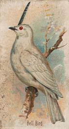 1910 Keystone Confections Bird Cards (E34) #NNO Bell Bird Front
